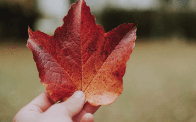 Media Release: Environmental Health Organization RESILIENT applauds Forward-Looking Economic Update